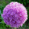 15 Stück Allium Zwiebeln Schöne angenehme Blumen Charmante Gartenlandschaft Staude Knolle Zwiebel Pflanzung Exotische Schnittblume