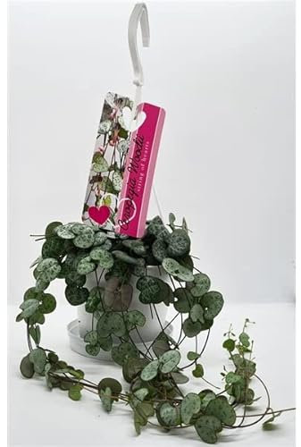 Ceropegia Woodii - String of Hearts - Trailing House Plant in 11cm Hanging Pot