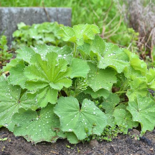 150 pcs frauenmantel samen bio, balkonblumen, pflanzen winterhart draußen (Alchemilla vulgaris) frühblüher pflanzen, outdoor pflanzen steinpflanzen winterhart, balkonpflanzen frühling