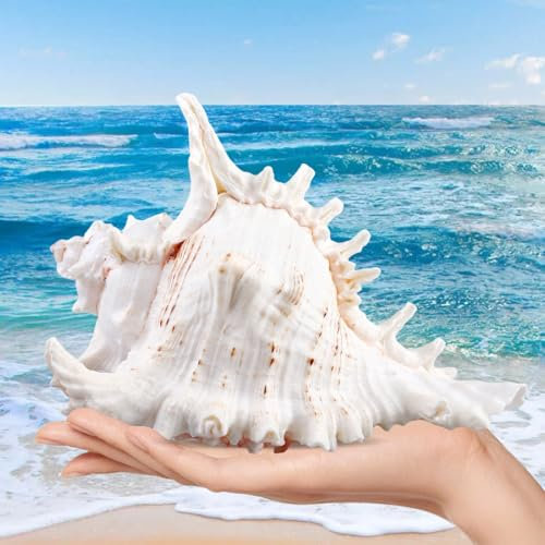 Große Natürliche Muscheln Zum Basteln, Muscheln Deko für Hochzeitsdekoration, Aquarium, Heimdekoration, 14-16 cm, Diy Kunsthandwerk, Maritime Deko Muscheln, Große Muscheln für Armbandschmuck und Mehr