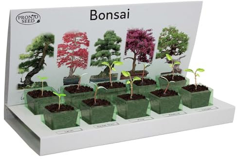 Pronto Seed – Kit zum Züchten eigener Bonsai-Bäume mit 5 Sorten Bonsai-Samen – Set für Indoor-Anzucht mit nachhaltiger Verpackung – Geschenk für Mann, Frau – anfängerfreundlich (Bonsai-Kit)