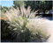 3 x Muhlenbergia lindheimeri im 1 Liter Topf (Ziergras/Gräser/Winterhart/Mehrjährig/Staude) Lindheimer's Haargras - Pflegeleichte Schönheit mit natürlicher Dynamik - Blickfang - von Stauden Gänge