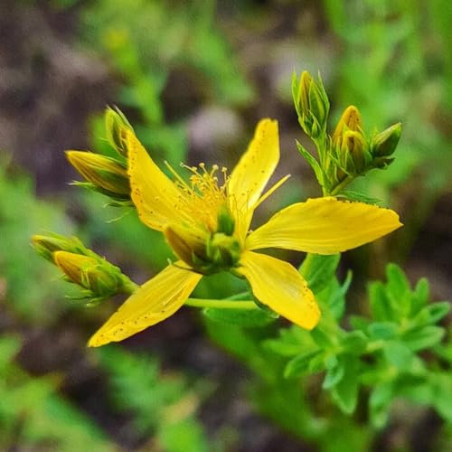 500 piezas Semillas de hierba de San Juan perenne, balcón de semillas, invernadero de hierbas, verdadera hierba de San Juan - Hypericum perforatum - hierbas de jardín, semillas orgánicas