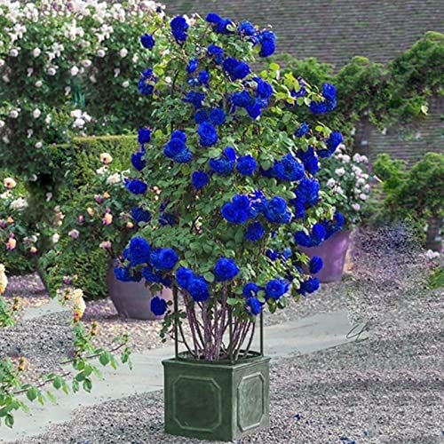 Generic Semi di rosa selvatica, 300 Pz/borsa Semi di rosa selvatica Sempreverde Erba medicinale Blu Bonsai Giardino Semi multiflora per la casa Semi di rosa rampicante