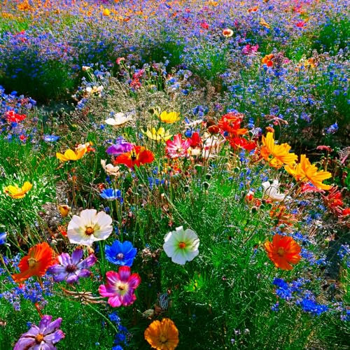 KIT SEMENTI FIORI | 5 Bustine di SEMI | Cosmos bipinnatus mix | Fiori per api | Fiori per farfalle | Prato giapponese nano | Tagete