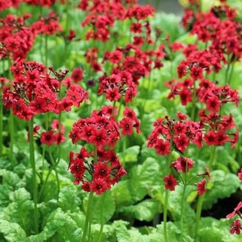 Plant Theory 9cm Pot Primula Japonica Millers Crimson Candelabra Primula Perennial