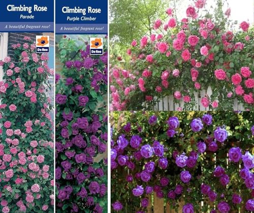 2 Climbing Rose Bushes Purple & Pink Fragrant Bare Rooted Garden Plant SHRUBS