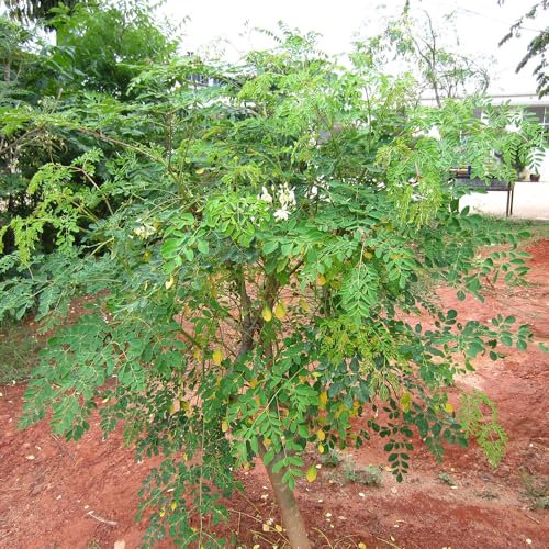 35 pcs moringa samen zum pflanzen, garten geschenk, winterharte pflanzen für balkon moringa baum kaufen zimmerpflanzen echt, kübelpflanzen exotische pflanzen samen, extrem winterharte
