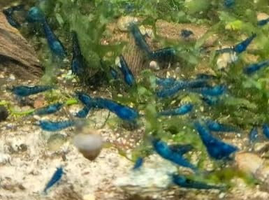 Blue Dream Garnele, 5 Stück, Aquarium Zwerggarnelen
