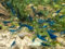 Blue Dream Garnele, 5 Stück, Aquarium Zwerggarnelen
