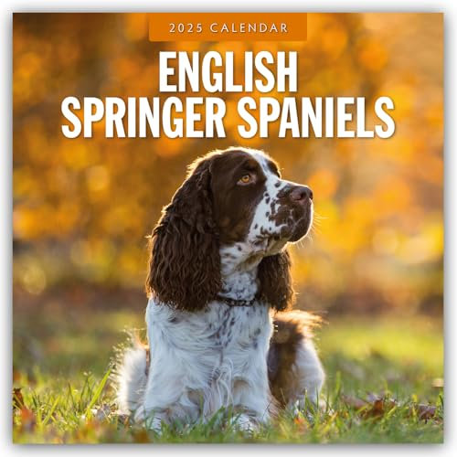 English Springer Spaniels - Englisch Springer Spaniels 2025 - 16-Monatskalender: Original Red Robin Publishing Ltd-Kalender [Mehrsprachig] [Kalender]