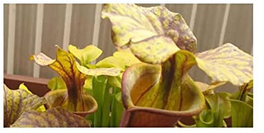 Stk - 5x Sarracenia flava var. rubricorpora Milton Kannenpflanzen - Samen B205 - Seeds & Plants Shop by Ipsa