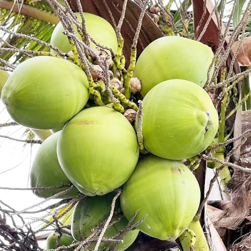 semi di vera pianta di palma da cocco facile coltivazione giardino Premium vecchie varietà di alberi da frutto piante verdi di piante piante in vaso di frutta 8pcs