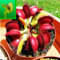 10Pcs Venusfliegenfalle Blumensamen muscipula Riesen Clip Gartenpflanze Keca