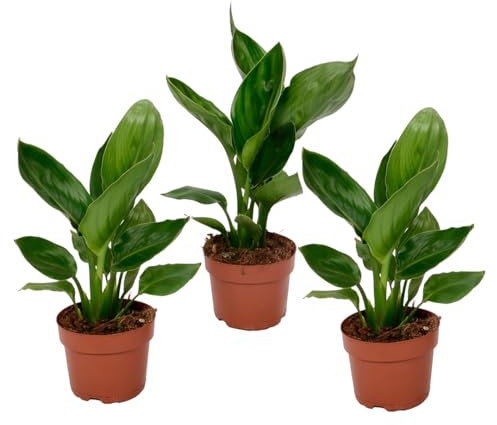 Plant in a Box - Strelitzia Reginea - 3er Set - Königs-Strelitzie - Grüne Zimmerpflanze - Topf 9cm - Höhe 25-40cm