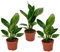 Plant in a Box - Strelitzia Reginae - Set de 3 - Ave del Paraíso - Maceta 10,5cm - Altura 25-40cm