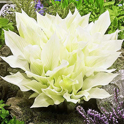 COOTO Garten Funkien Pflanze - Rhizome Weiße Hosta White Feather – Blumen Deko für Garten und Balkon – Garten Samen – Winterharte Gartenpflanzen für Viele Jahre – Funkien Hosta Plants