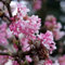 Duftender Winterschneeball Dawn - Viburnum bodnantense 30-60 cm