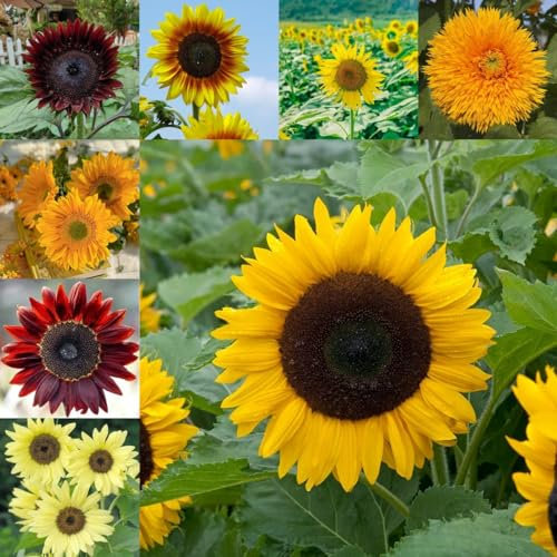 500 pcs Sonnenblumensamen zum pflanzen blumensamen kaufen, frühlingsblumen Sonnenblumensamen blumen balkon, bonsai samen blumen für balkon, bio saatgut balkon blumen garten geschenk