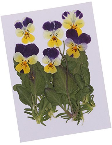 12 Stück Natural Real Gedrückt Stiefmütterchen Getrocknete Blumen