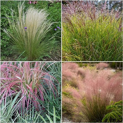 500 pcs rotes liebesgras samen - gewächshaus balkon Eragrostis spectabilis,Ziergras Ziergräser winterhart balkon deko garten geschenke für frauen ausgefallene geschenke