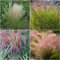500 pcs rotes liebesgras samen - gewächshaus balkon Eragrostis spectabilis,Ziergras Ziergräser winterhart balkon deko garten geschenke für frauen ausgefallene geschenke
