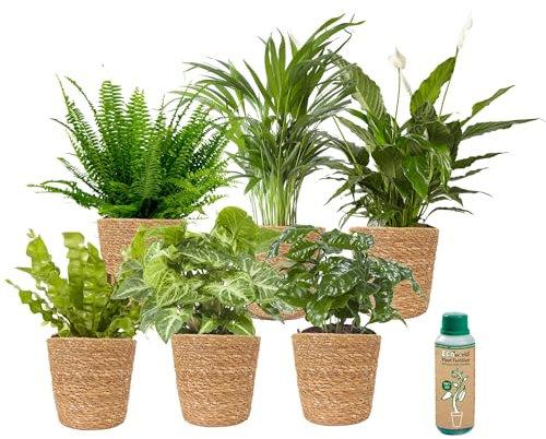 vdvelde.com - Ecoworld Grüne Zimmerpflanzen Echt - 6er Set Pflegeleicht und Luftreinigende Grünpflanzen - Wenig Licht Benötigt - Mit Seegras Töpfe und Pflanzen Dünger - Topf Ø12 / Höhe 40 cm