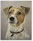 1000 Piece Jigsaw Puzzle，Animals Jack Russell Terrier Dog，Adults Children paper Toy Educational Game（38x26cm）-H70