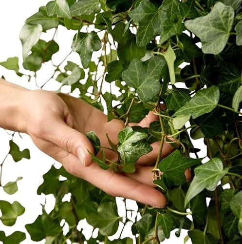 Hiedra Planta Trepadora Natural y de Poco Mantenimiento
