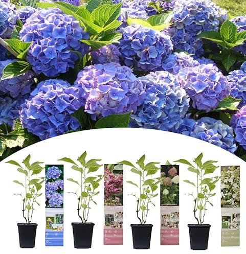 NatureNest, Hortensien Misch, Hortensie, 4 Stuck, 30-38 cm, Gartenpflanzen, Blumensträuße