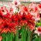 2 pcs amaryllis zwiebel - plants blumenzwiebel winterharte stauden mehrjährig,Hippeastrum rutilum,zwiebeln blumenzwiebeln mehrjährig winterhart topfpflanzen draußen winterhart deko
