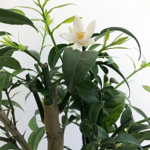 Yuzu Citrus Plant - Half-Hardy Tree - Ideal for Any Indoor Display - Easy to Grow - Scented & Exotic Flowering - Glossy Green Foliage - 1x 3 Litre Potted Plant by Thompson and Morgan