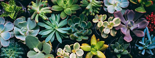 Eurographics 30x80 Green Cactus Garden Flowers, Glas, grün, 80 x 30 x 2 cm