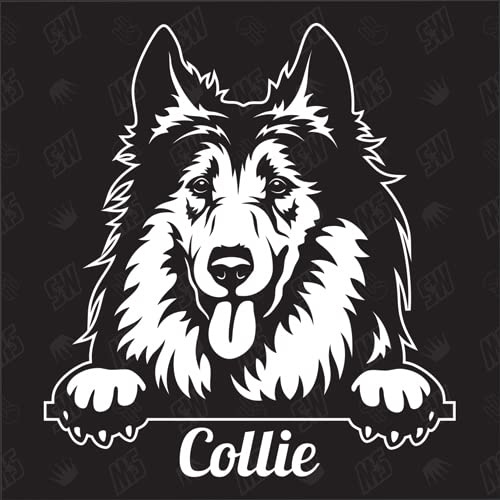 speedwerk-motorwear Collie Version 2 - Sticker, Aufkleber, Hundeaufkleber, Autoaufkleber, Hund, Auto, Hunderassen, Mischling, Mix, Tiere, Haustier (AUCH MIT Wunschname MÖGLICH)