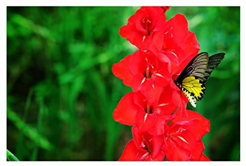 10x Gladioli Traderhorn Large Summer Flowering Bulbs Red Gladiolus Easy to Grow Beautiful Sword Lily Garden Cut Flowers