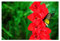 10x Gladioli Traderhorn Large Summer Flowering Bulbs Red Gladiolus Easy to Grow Beautiful Sword Lily Garden Cut Flowers