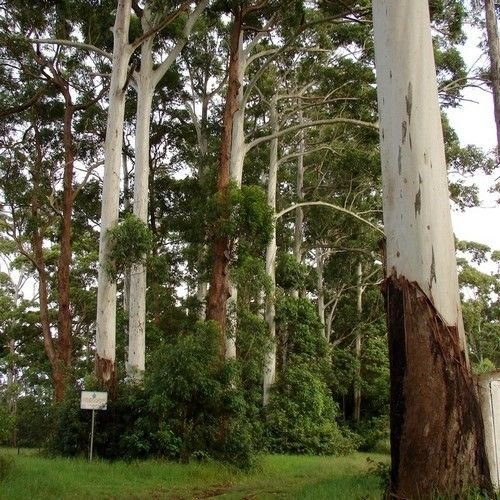 100 halb - Eukalyptus Rosa semina Gummibaum (Eucalyptus grandis)