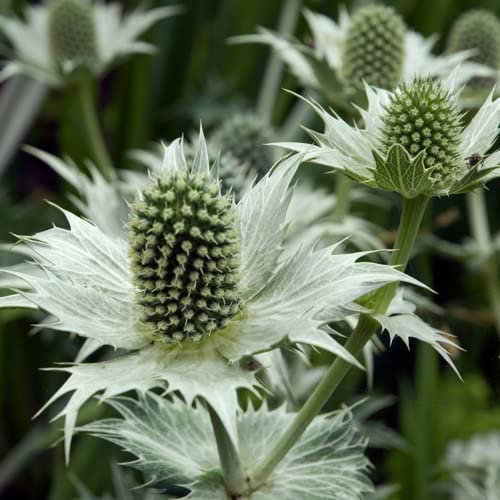 Miss Wilmott's Ghost - Eryngium giganteum - 15 Seeds - Lovely Sea Holly-Delivered only UK