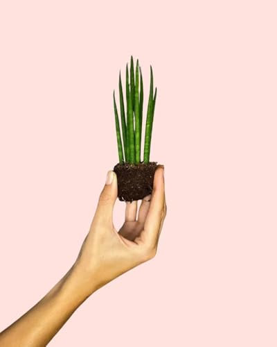 Sansevieria Mikado Mini | Plantas Naturales Interior | Pur Plant