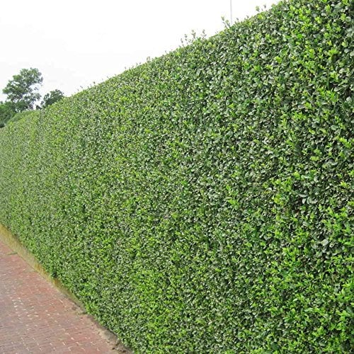 10 x Ligustrum ovalifolium (Gehölz/Heckenpflanze/Winterhart/Mehrjährig/Immergrün) Ovalblättriger Liguster - Immergrüne Eleganz für Hecken und Gärten - Top als Hecke - von Stauden Gänge
