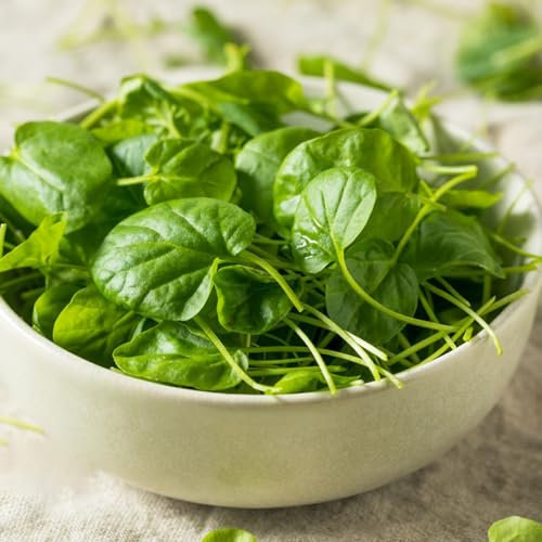500 pcs brunnenkresse samen bio, vanille pflanze, seltene samen Wasserkresse - Nasturtium officinale - hochbet, gartenpflanzen wintergemüse samen, zimmerpflanzen samen balkongemüse,