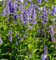Asiatische Duftnessel - Agastache rugosa