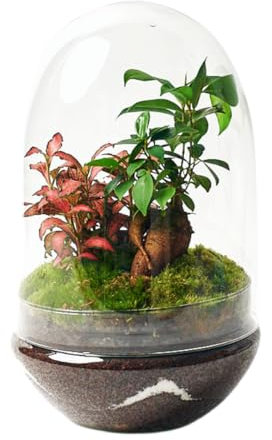 Terrario Plantas Cristal - Cúpula con Ficus Ginseng y Fittonia | Jardin Eterno en Cristal o Ecosistema Cerrado | Ideal para Decoración Hogar | Mediano, 30 cm x 19 cm