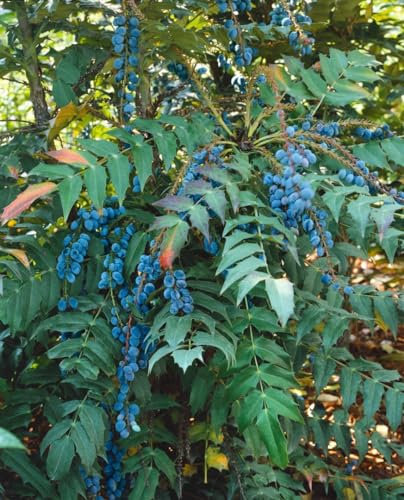 Mahonia media 'Charity' 40-60 cm - Mahonie, leuchtend gelbe Blüten, Blütezeit November-März, immergrün, bienenfreundlich, winterhart