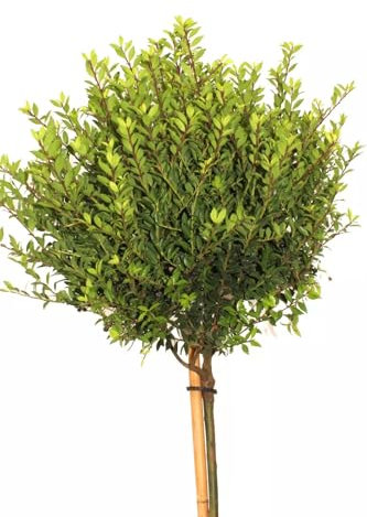 Japanische Stechpalme Ilex crenata Twiggy Hochstamm 60 cm Winterhart Freilandaufzucht