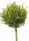 Japanische Stechpalme Ilex crenata Twiggy Hochstamm 60 cm Winterhart Freilandaufzucht