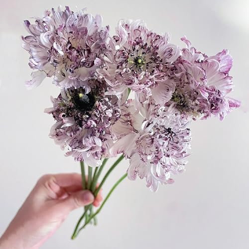 6 pcs ranunkeln zwiebeln winterlinge zwiebeln winterhart mehrjährig winterharte pflanzen für garten garten deko draußen blumenzwiebeln ranunkeln balkonpflanzen garten blumen blumen