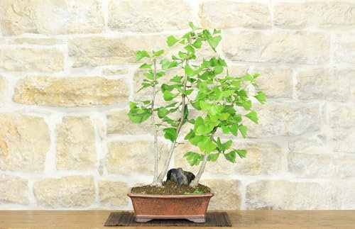 Bonsai di Ginkgo Biloba (1).