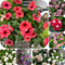 300 pcs Immergrün Winterhart Samen, gartenblumen kleine geschenke Immergrüne Pflanzen, Catharanthus roseus, balkon blumen garten geschenk winterharte kübelpflanzen balkonpflanzen deko