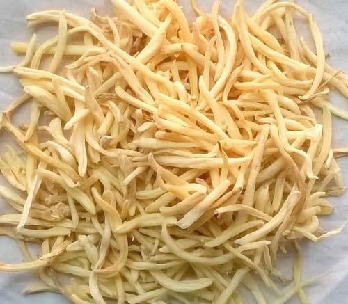 KP Musli Safed Chlorophytum Borivilianum (200gms) White Musli